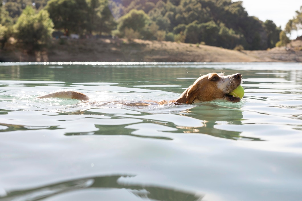 perro en el agua - Cuidado de Mascotas